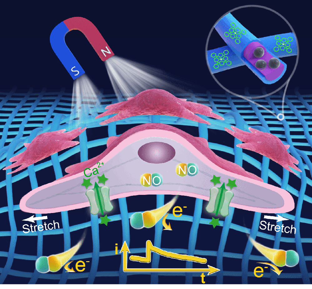 <a href='/static/upload/image/20260209/1770614511168007.png' target='_blank'><h4>A magneto-responsive nanomesh biosensor for simultaneous mechanical stimulation and electrochemical detection</h4> <p>Abstract:Mechanical cues are critical regulators of cell fate and behavior through the orchestrated and continual conversion of physical forces into biochemical responses. However, due to the poor compatibility between mechanical and biochemical techniques, existing methods are often limited i</p></a>